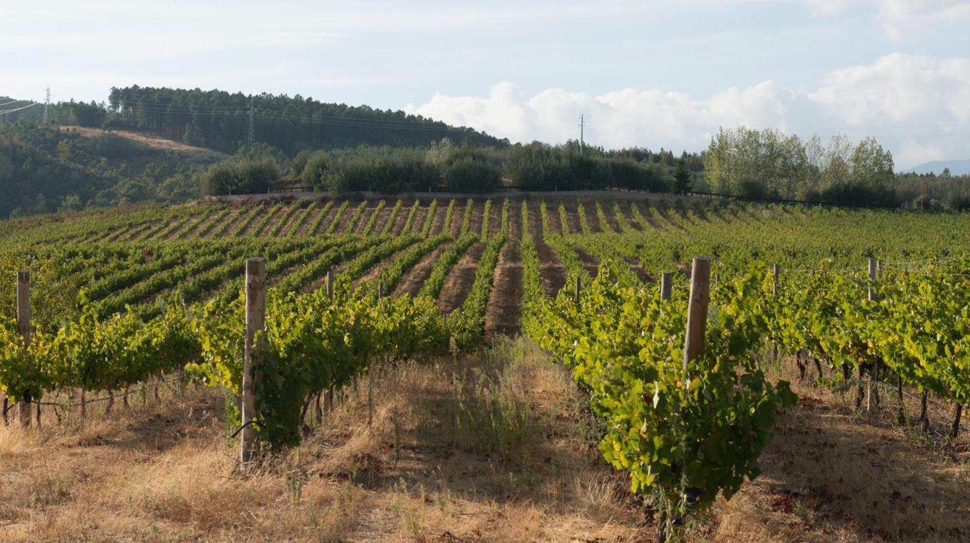 Tranca Da Barriga - Casa Do Vinho By Quinta De Sao Tiago Villa Covilha Ngoại thất bức ảnh