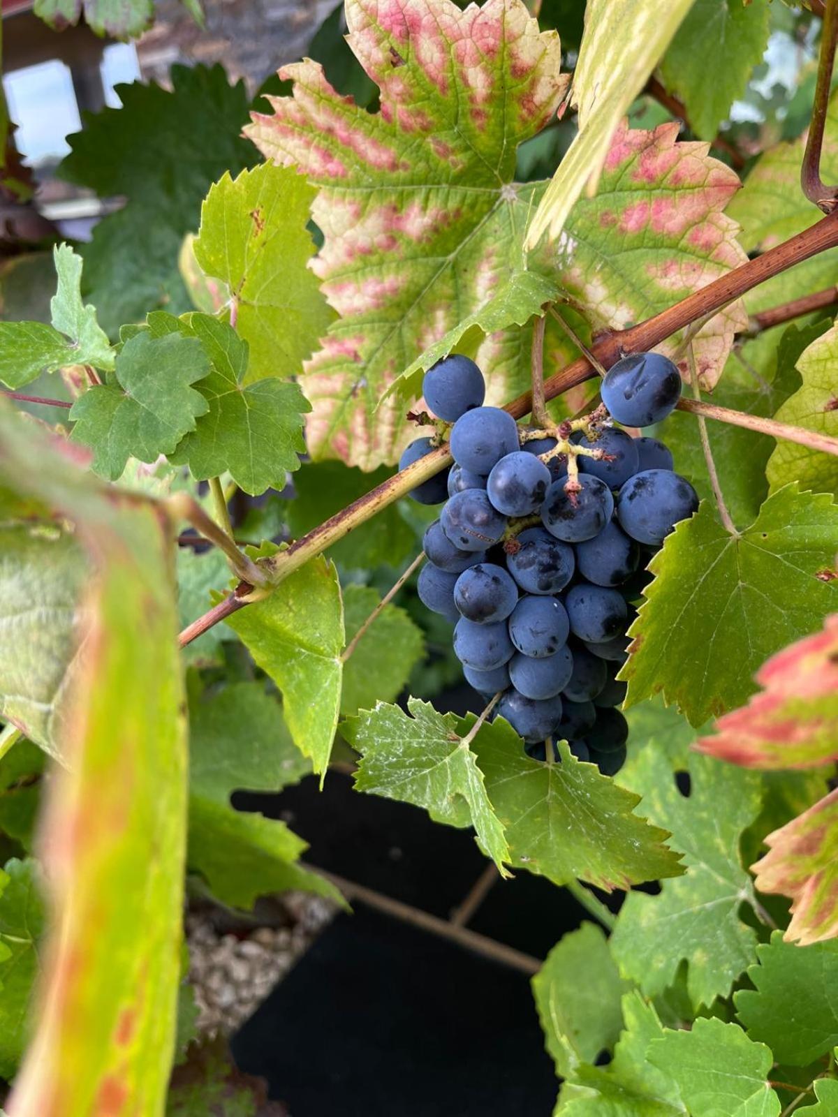 Tranca Da Barriga - Casa Do Vinho By Quinta De Sao Tiago Villa Covilha Ngoại thất bức ảnh